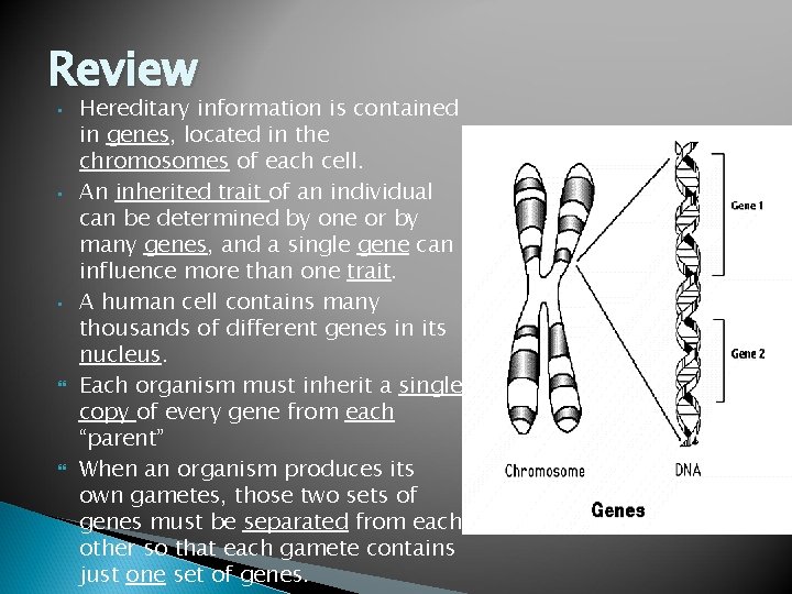 Review • • • Hereditary information is contained in genes, located in the chromosomes