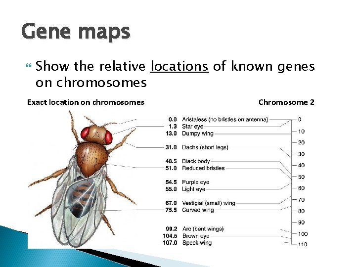 Gene maps Show the relative locations of known genes on chromosomes Exact location on