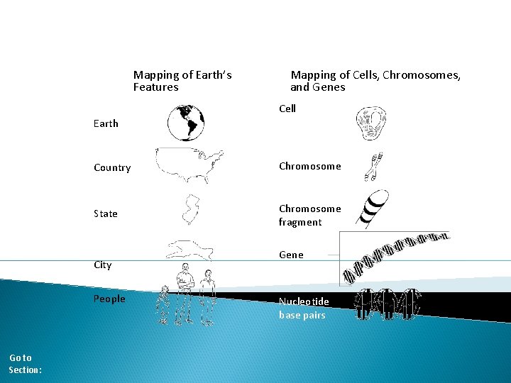 Comparative Scale of a Gene Map Section 11 -5 Mapping of Earth’s Features Mapping