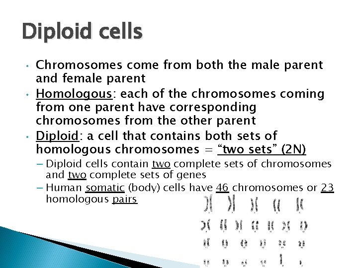 Diploid cells • • • Chromosomes come from both the male parent and female