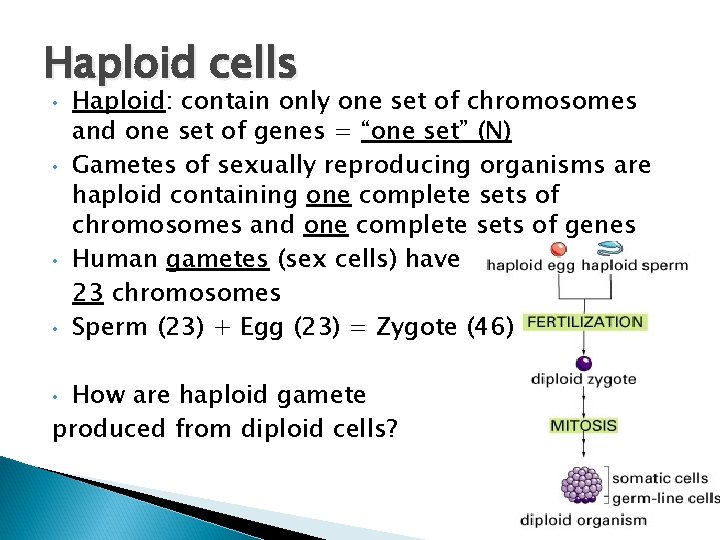 Haploid cells • • Haploid: contain only one set of chromosomes and one set