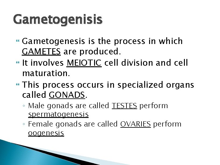 Gametogenisis Gametogenesis is the process in which GAMETES are produced. It involves MEIOTIC cell