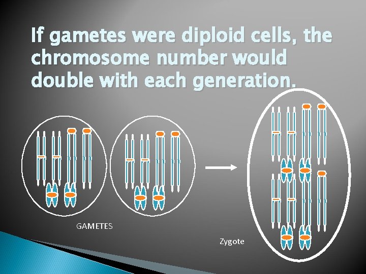 If gametes were diploid cells, the chromosome number would double with each generation. GAMETES