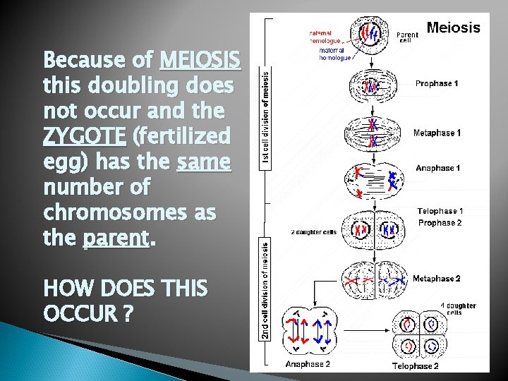 Because of MEIOSIS this doubling does not occur and the ZYGOTE (fertilized egg) has