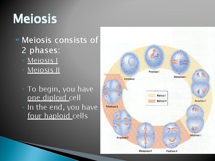 Meiosis consists of 2 phases: ◦ Meiosis II ◦ To begin, you have one