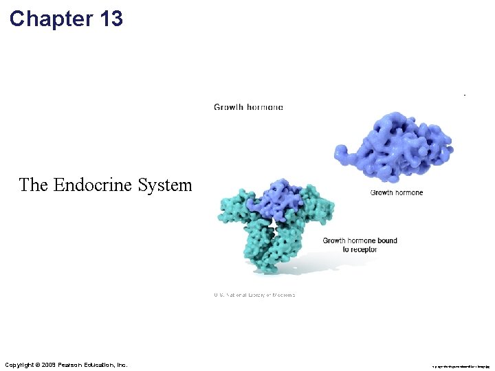 Chapter 13 The Endocrine System Copyright 2009 Pearson