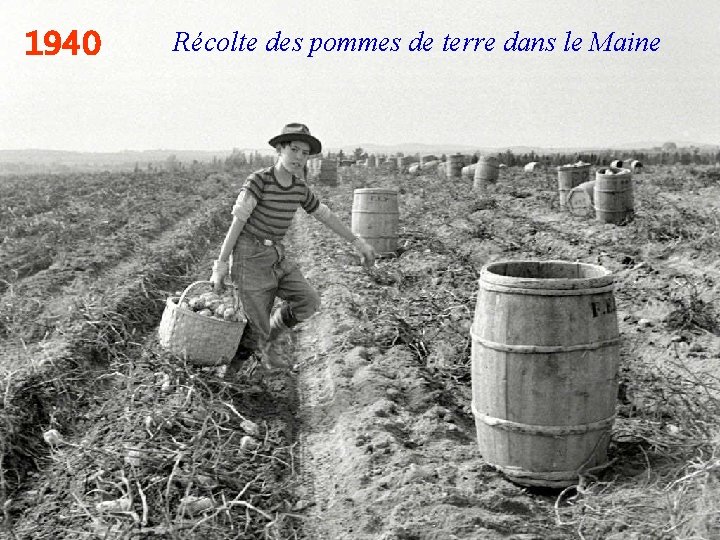 1940 Récolte des pommes de terre dans le Maine 