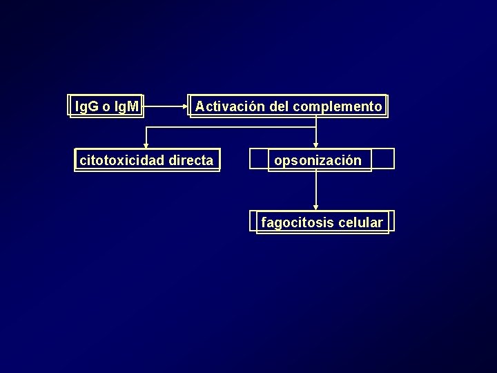 Ig. G o Ig. M Activación del complemento citotoxicidad directa opsonización fagocitosis celular Ig. G o Ig. M Activación del complemento citotoxicidad directa opsonización fagocitosis celular