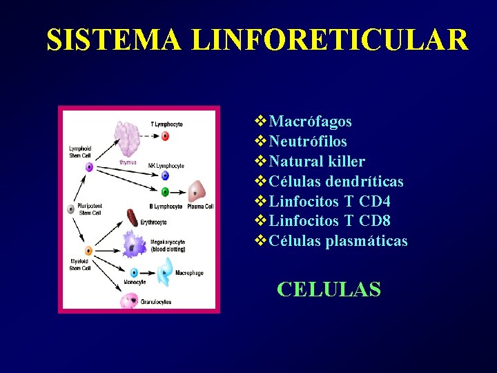 SISTEMA LINFORETICULAR v. Macrófagos v. Neutrófilos v. Natural killer v. Células dendríticas v. Linfocitos SISTEMA LINFORETICULAR v. Macrófagos v. Neutrófilos v. Natural killer v. Células dendríticas v. Linfocitos