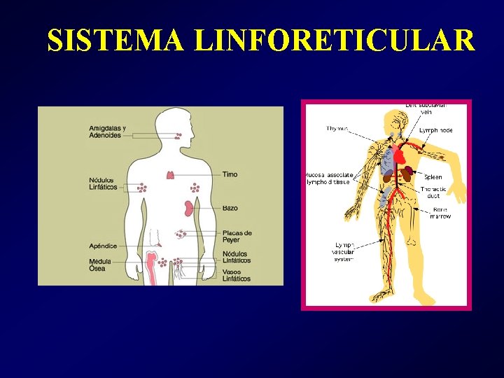 SISTEMA LINFORETICULAR SISTEMA LINFORETICULAR
