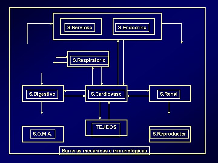 S. Nervioso S. Endocrino S. Respiratorio S. Digestivo S. Cardiovasc. S. Renal TEJIDOS S. S. Nervioso S. Endocrino S. Respiratorio S. Digestivo S. Cardiovasc. S. Renal TEJIDOS S.
