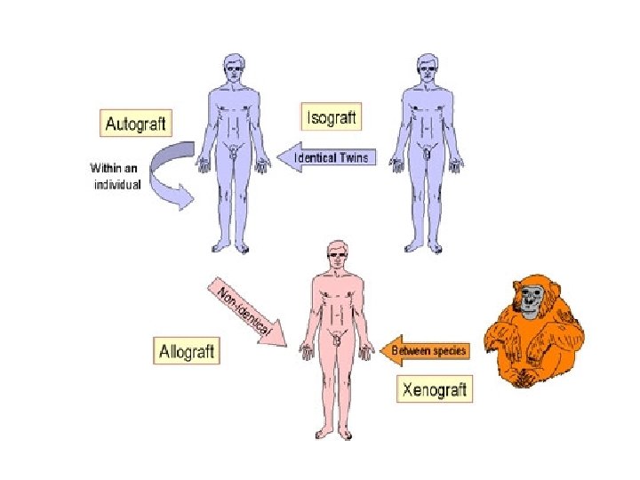 GENETICS AND LIFESPAN Genetics of longevity 1 Heritability