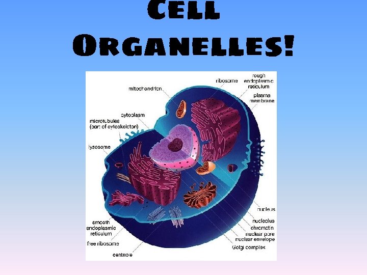 Cell Organelles http learn genetics utah educontentcellsinsideacell
