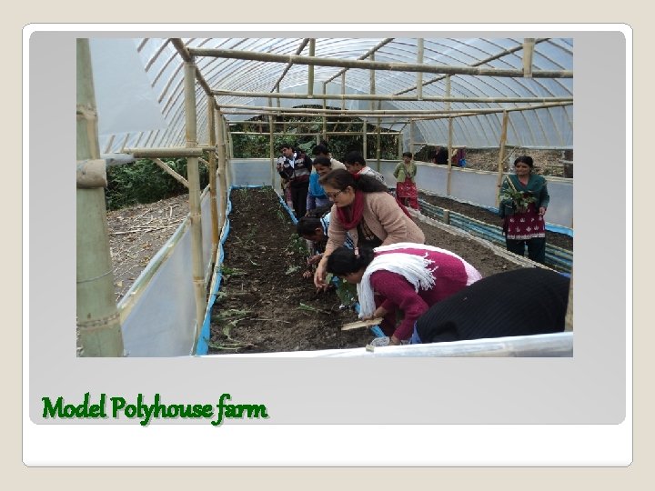 Model Polyhouse farm 