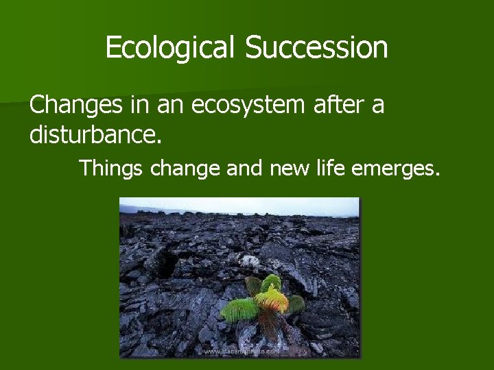 Ecological Succession Changes in an ecosystem after a disturbance. Things change and new life