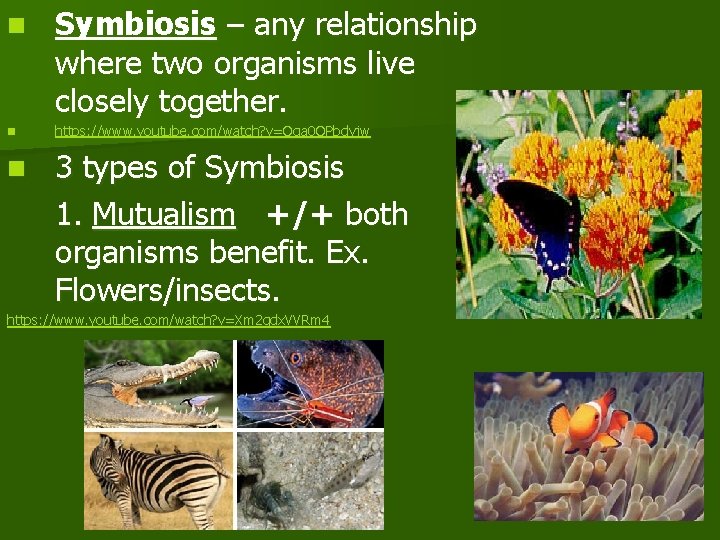 n n n Symbiosis – any relationship where two organisms live closely together. https: