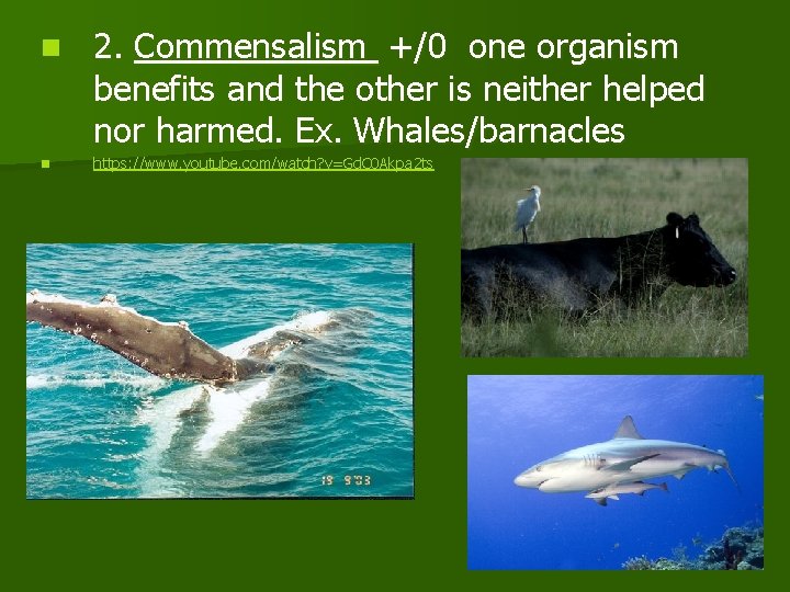 n n 2. Commensalism +/0 one organism benefits and the other is neither helped