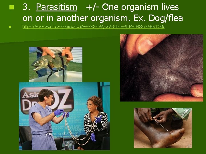 n n 3. Parasitism +/- One organism lives on or in another organism. Ex.
