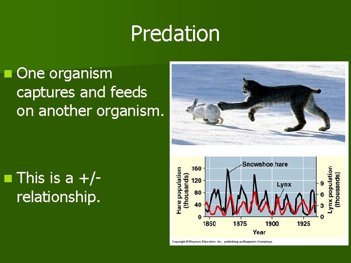 Predation n One organism captures and feeds on another organism. n This is a