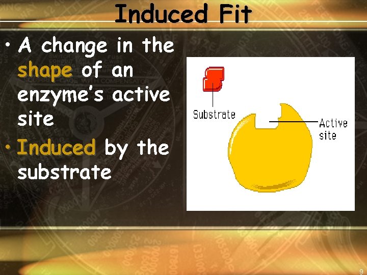 Induced Fit • A change in the shape of an enzyme’s active site •