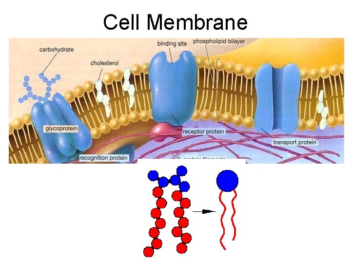 Cell Membrane 