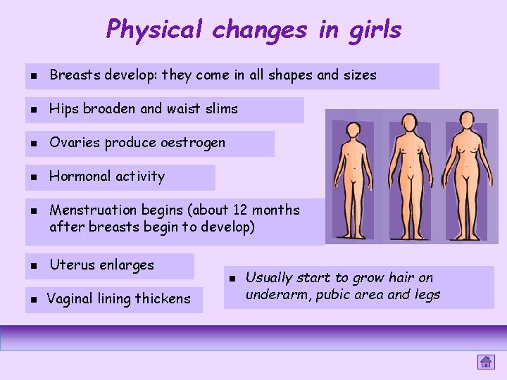 Physical changes in girls n Breasts develop: they come in all shapes and sizes