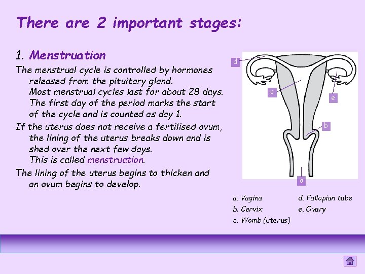 There are 2 important stages: 1. Menstruation The menstrual cycle is controlled by hormones