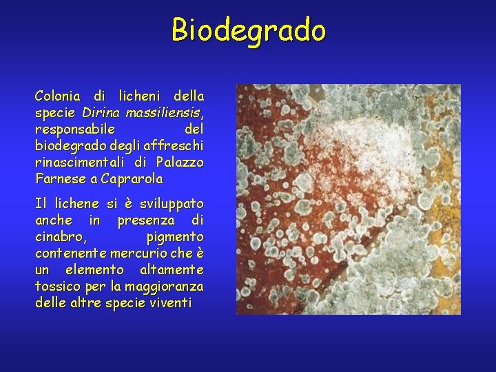 Biodegrado Colonia di licheni della specie Dirina massiliensis, responsabile del biodegrado degli affreschi rinascimentali