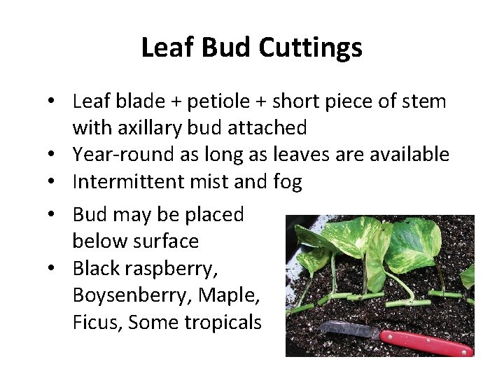 Leaf Bud Cuttings • Leaf blade + petiole + short piece of stem with