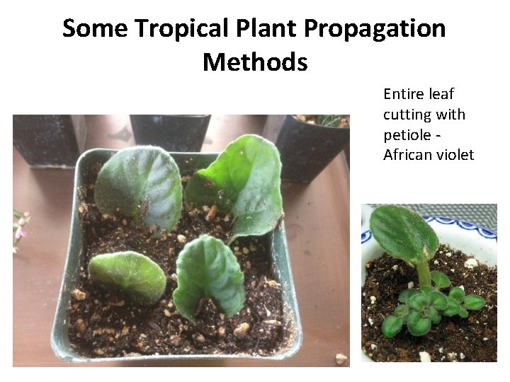 Some Tropical Plant Propagation Methods Entire leaf cutting with petiole African violet 