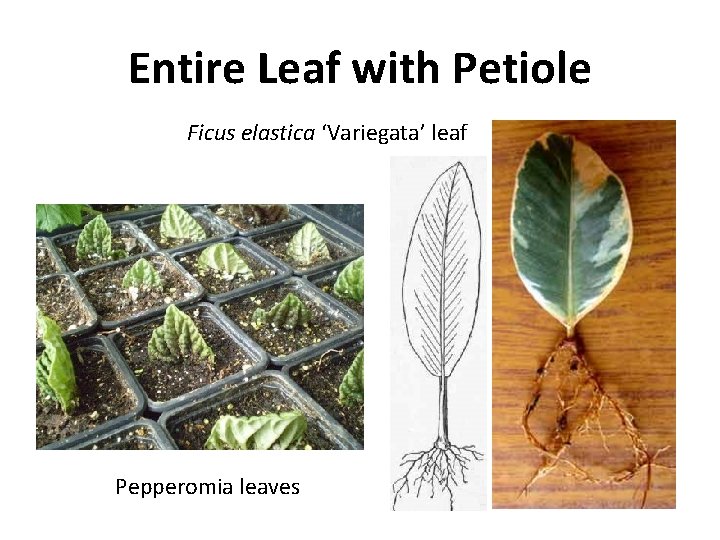 Entire Leaf with Petiole Ficus elastica ‘Variegata’ leaf Pepperomia leaves 