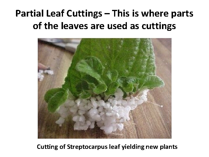 Partial Leaf Cuttings – This is where parts of the leaves are used as