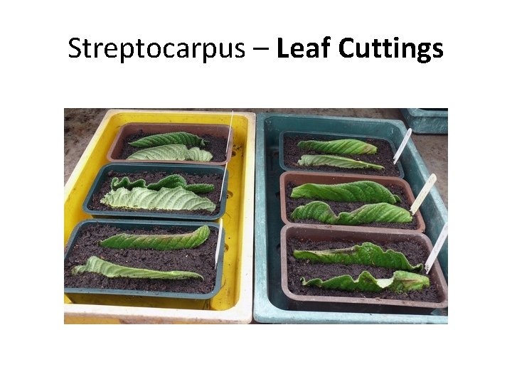 Streptocarpus – Leaf Cuttings 