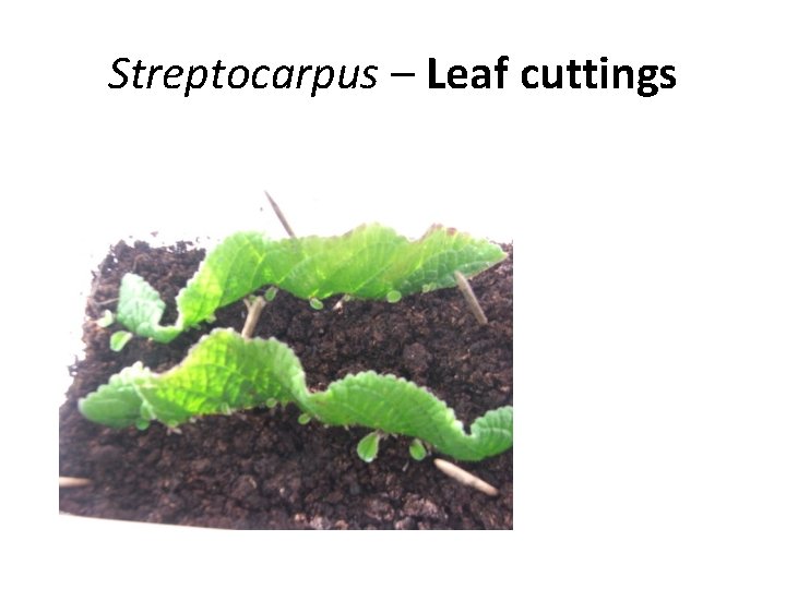 Streptocarpus – Leaf cuttings 
