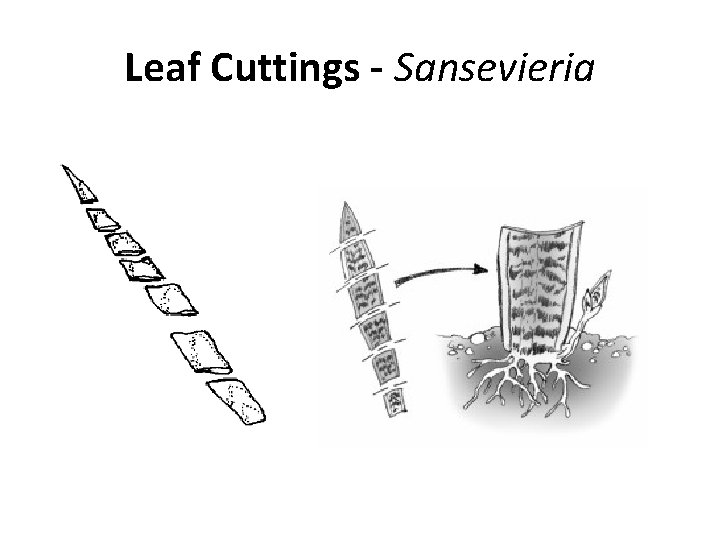 Leaf Cuttings - Sansevieria 