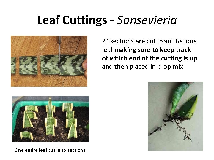 Leaf Cuttings - Sansevieria 2” sections are cut from the long leaf making sure