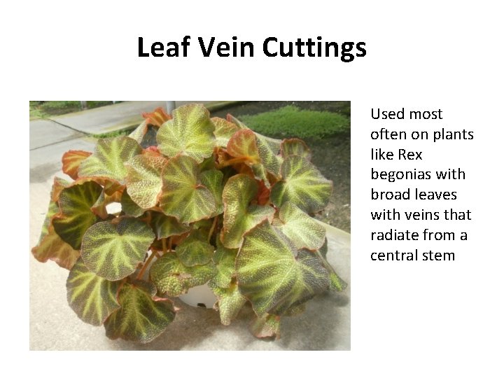 Leaf Vein Cuttings Used most often on plants like Rex begonias with broad leaves