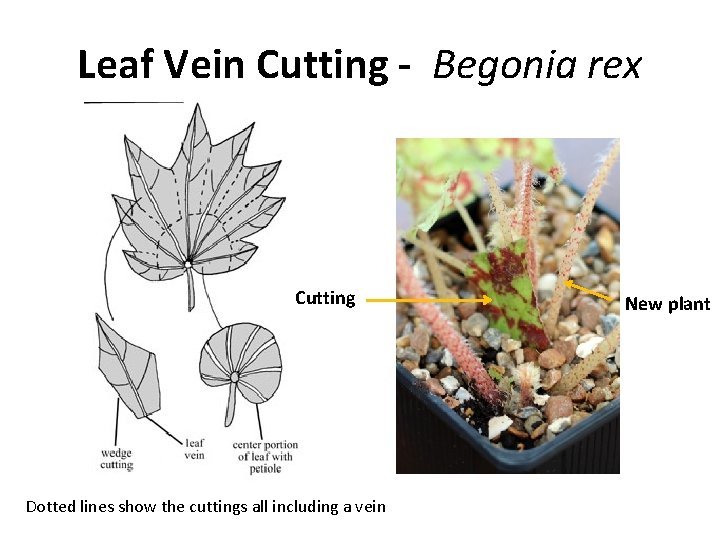 Leaf Vein Cutting - Begonia rex Cutting Dotted lines show the cuttings all including