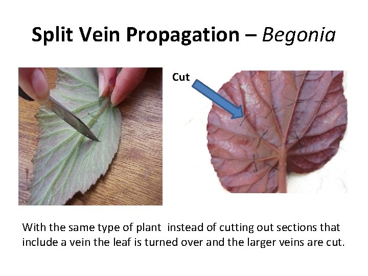 Split Vein Propagation – Begonia Cut With the same type of plant instead of