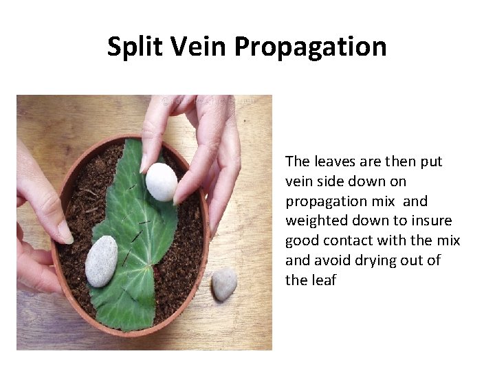 Split Vein Propagation The leaves are then put vein side down on propagation mix