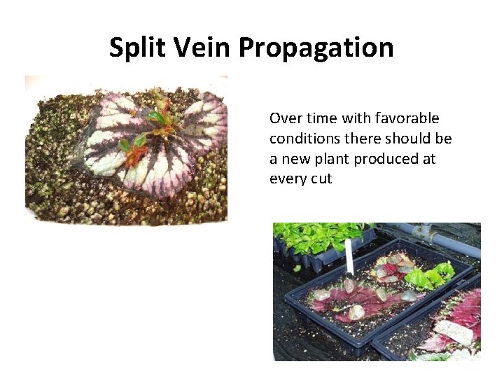 Split Vein Propagation Over time with favorable conditions there should be a new plant