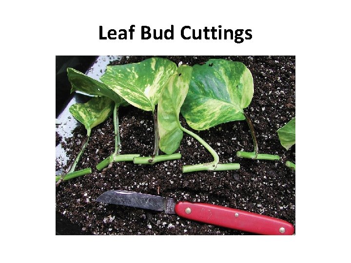 Leaf Bud Cuttings 
