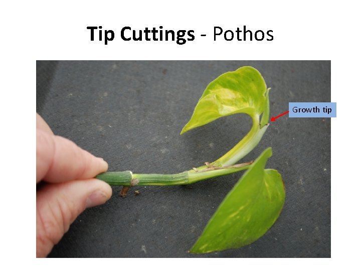 Tip Cuttings - Pothos Growth tip 