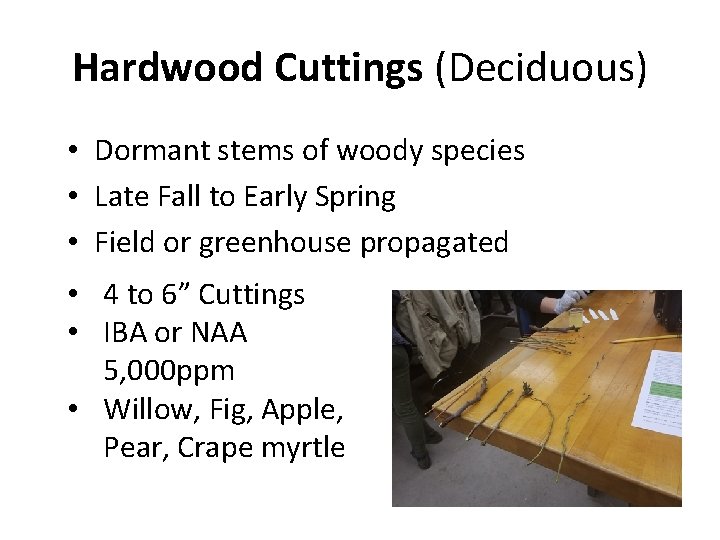 Hardwood Cuttings (Deciduous) • Dormant stems of woody species • Late Fall to Early