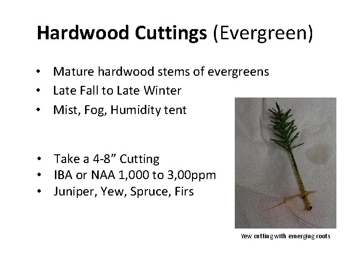 Hardwood Cuttings (Evergreen) • Mature hardwood stems of evergreens • Late Fall to Late