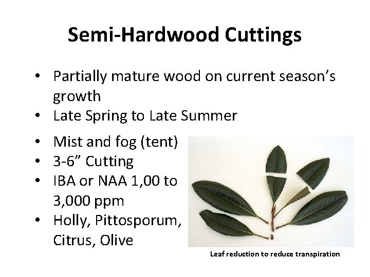 Semi-Hardwood Cuttings • Partially mature wood on current season’s growth • Late Spring to