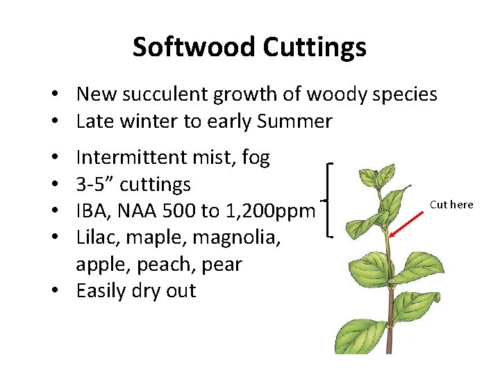 Softwood Cuttings • New succulent growth of woody species • Late winter to early