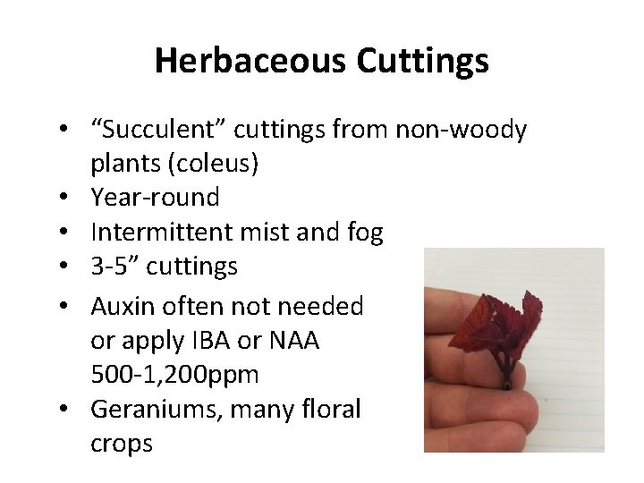 Herbaceous Cuttings • “Succulent” cuttings from non-woody plants (coleus) • Year-round • Intermittent mist