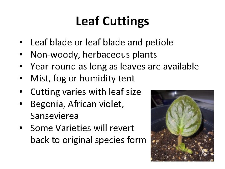 Leaf Cuttings Leaf blade or leaf blade and petiole Non-woody, herbaceous plants Year-round as