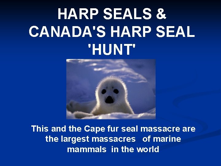 HARP SEALS & CANADA'S HARP SEAL 'HUNT' This and the Cape fur seal massacre